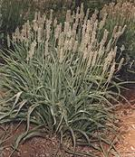Psyllium